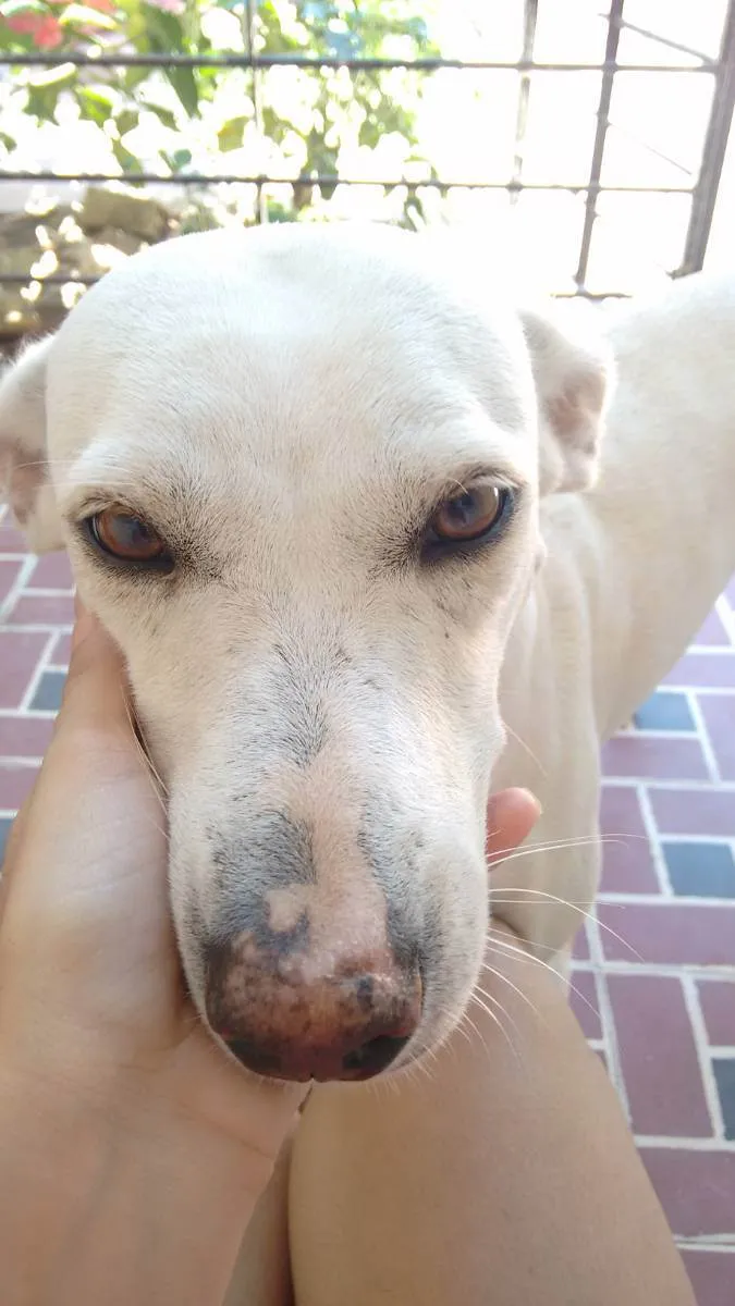 Cachorro ra a SRD idade 6 ou mais anos nome Tina