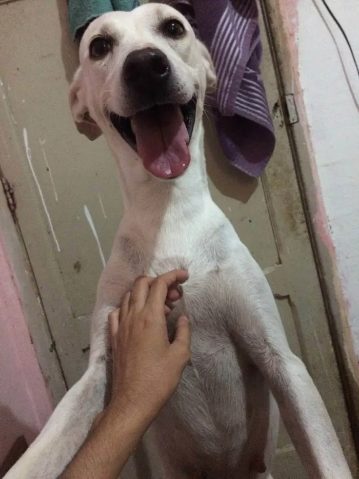 Cachorro ra a SRD idade 6 ou mais anos nome Tina