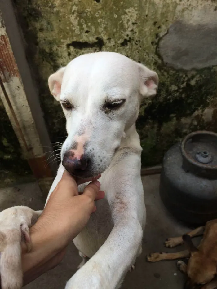 Cachorro ra a SRD idade 6 ou mais anos nome Tina