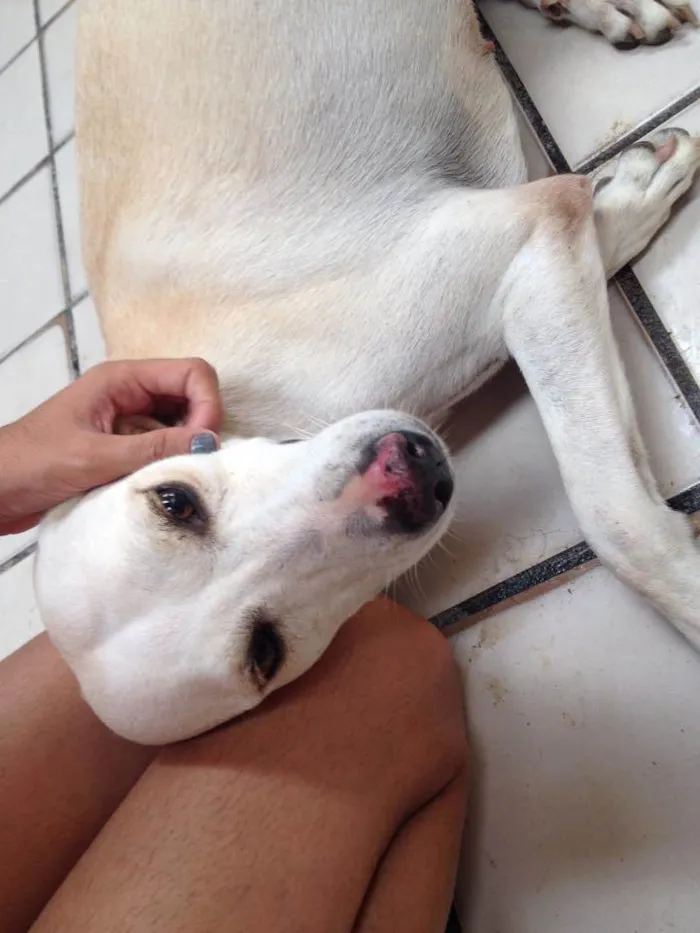 Cachorro ra a SRD idade 6 ou mais anos nome Tina