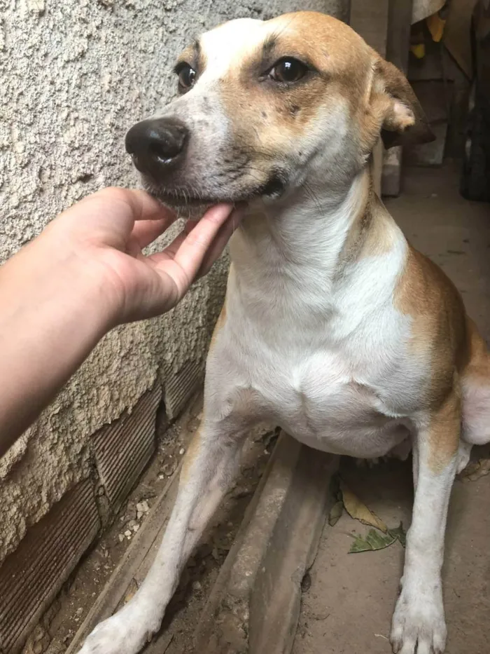 Cachorro ra a SRD idade 4 anos nome Branquelo