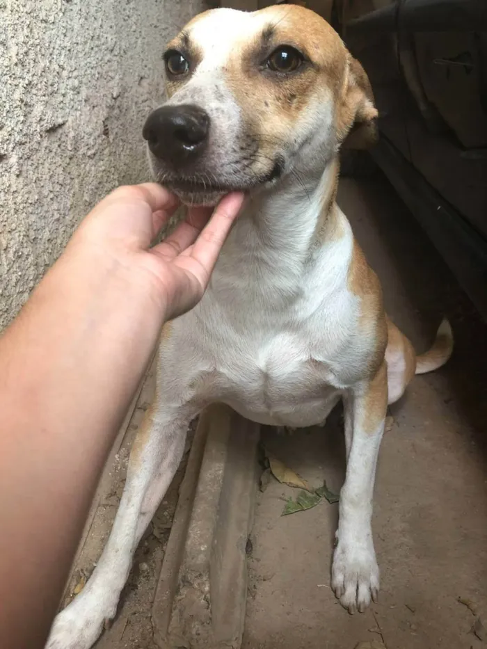 Cachorro ra a SRD idade 4 anos nome Branquelo