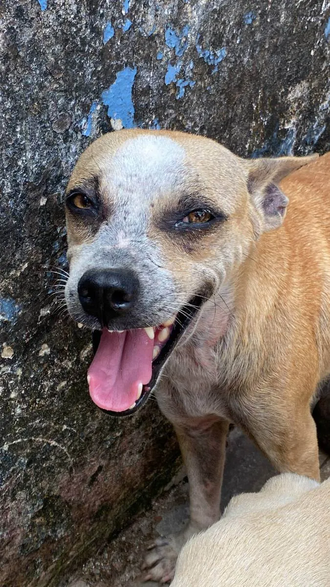 Cachorro ra a SRD idade 4 anos nome Dentinho