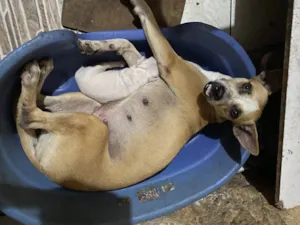 Cachorro raça SRD idade 4 anos nome Dentinho