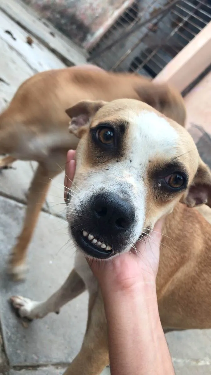 Cachorro ra a SRD idade 4 anos nome Dentinho