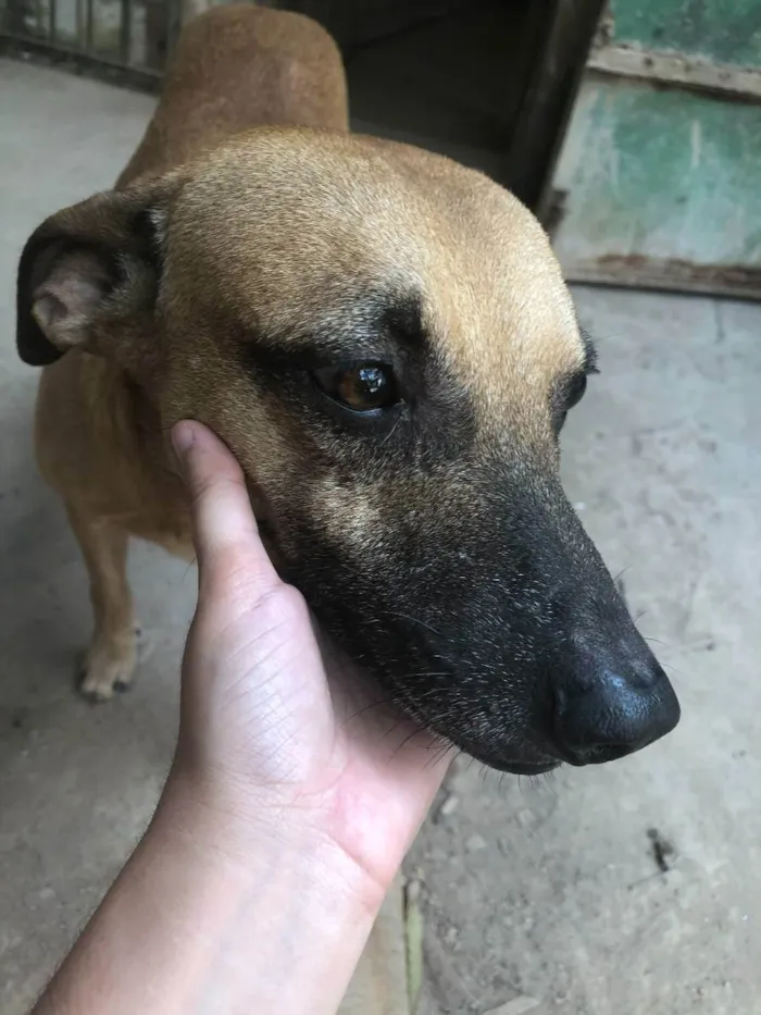 Cachorro ra a SRD idade 4 anos nome Juventino