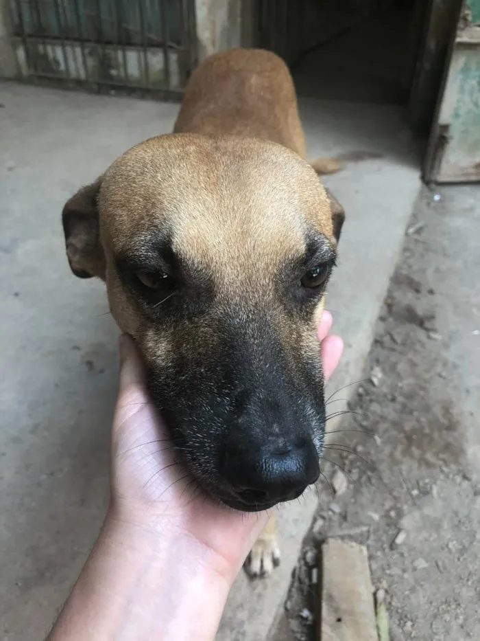 Cachorro ra a SRD idade 4 anos nome Juventino