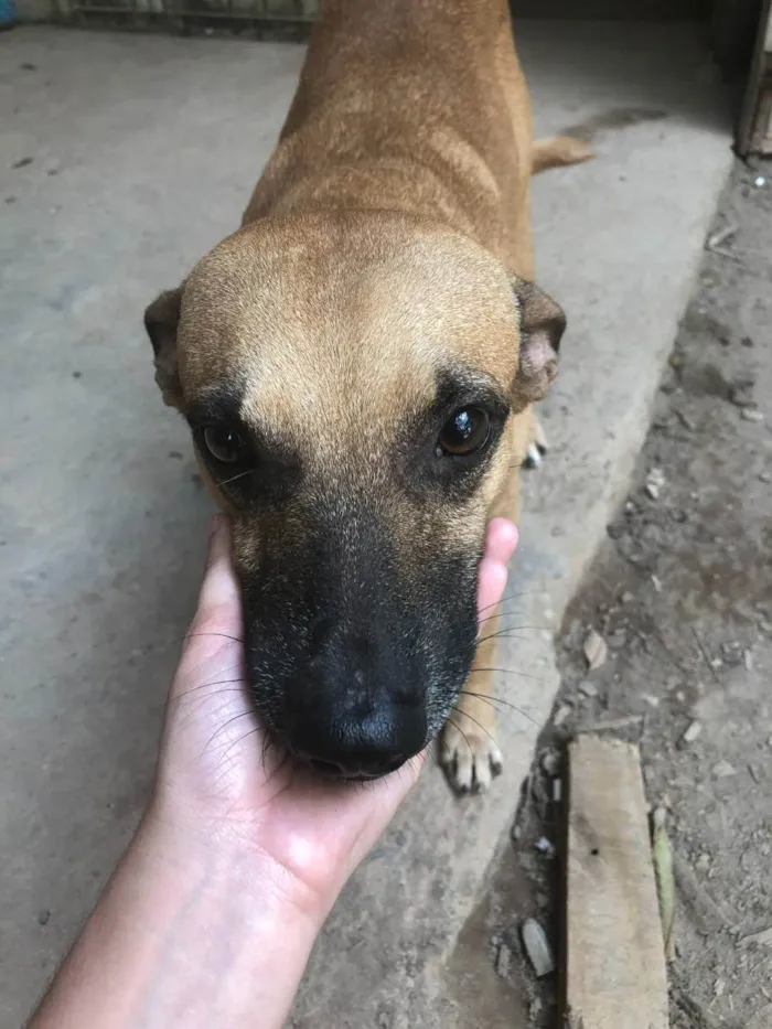 Cachorro ra a SRD idade 4 anos nome Juventino