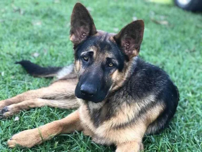 Cachorro ra a Pastor Alemao (Capa Preta) idade 7 a 11 meses nome Anubis