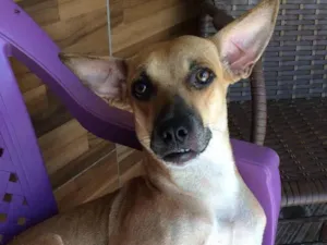 Cachorro raça SRD idade 3 anos nome Cristal