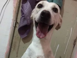 Cachorro raça SRD idade 6 ou mais anos nome Tina