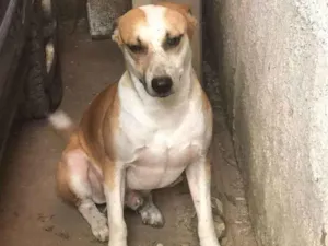 Cachorro raça SRD idade 4 anos nome Branquelo