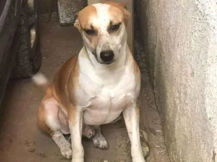 Cachorro ra a SRD idade 4 anos nome Branquelo