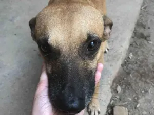 Cachorro raça SRD idade 4 anos nome Juventino