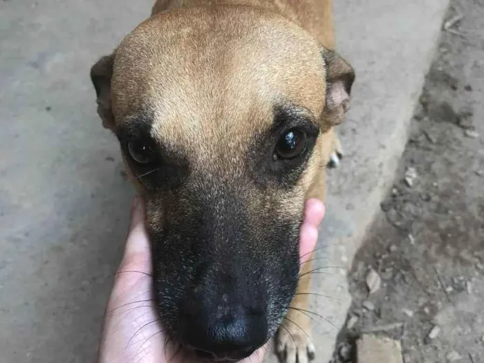 Cachorro ra a SRD idade 4 anos nome Juventino