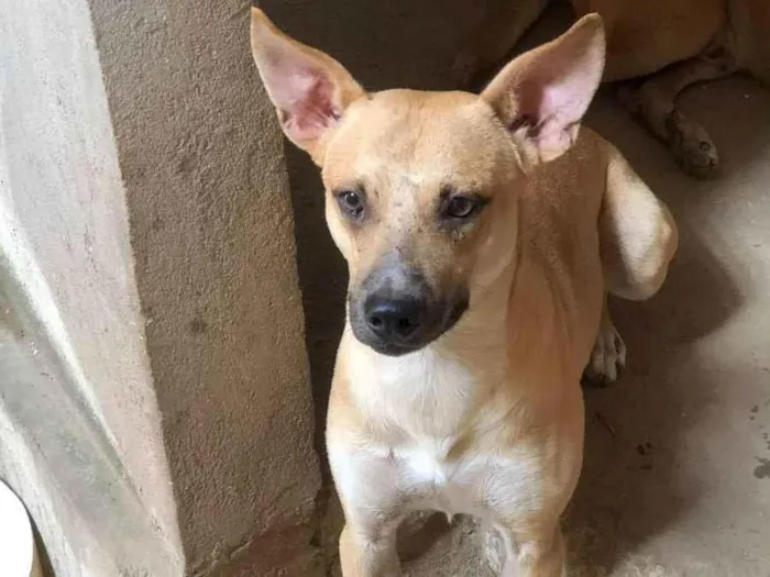 Cachorro ra a SRD idade 3 anos nome Zé