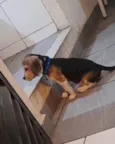 Snoopy 