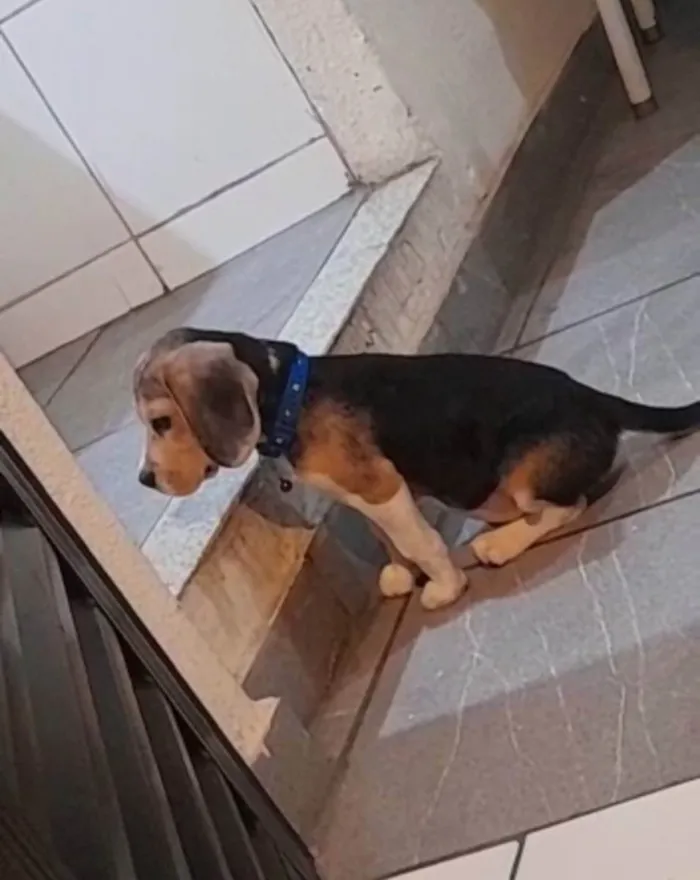 Cachorro ra a Beagle  idade 2 a 6 meses nome Snoopy 