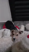 Snoopy 