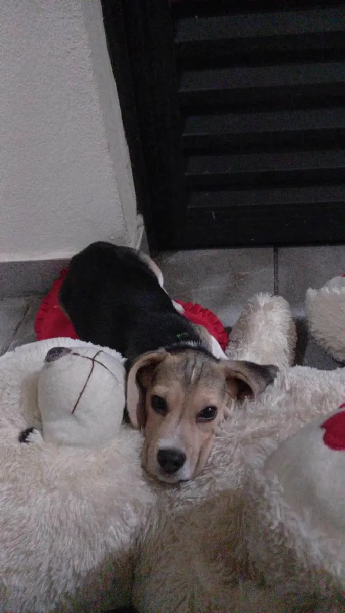 Cachorro ra a Beagle  idade 2 a 6 meses nome Snoopy 