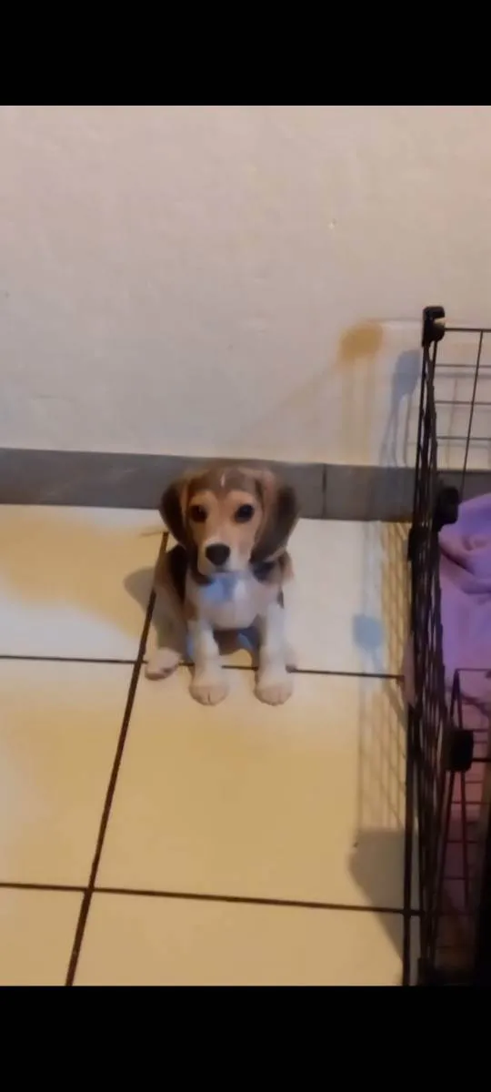 Cachorro ra a Beagle  idade 2 a 6 meses nome Snoopy 