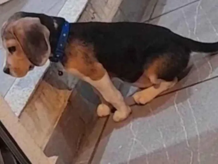 Cachorro ra a Beagle  idade 2 a 6 meses nome Snoopy 