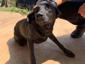 Cachorro raça Srd idade 2 anos nome Duke 