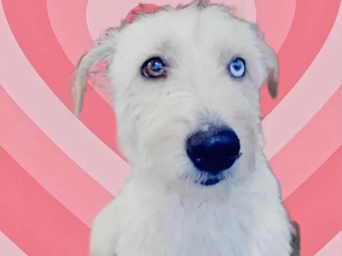 Cachorro raça Srd idade 1 ano nome Fluffy porteP lindo 