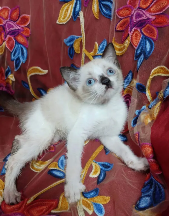 Gato ra a SEM RAÇA DEFINIDA.  idade 2 a 6 meses nome Princezinha