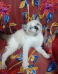 Princezinha