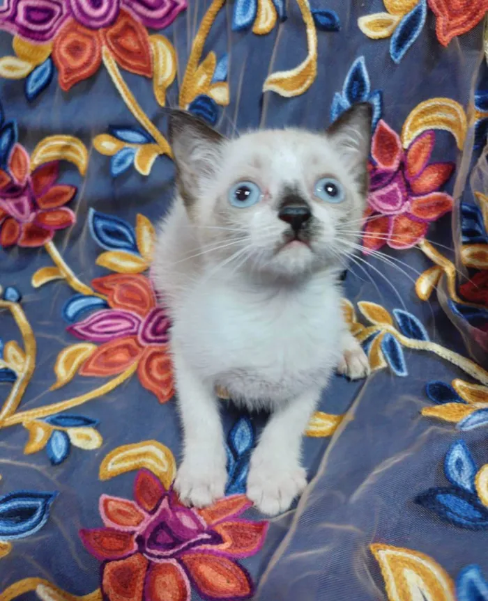 Gato ra a SEM RAÇA DEFINIDA.  idade 2 a 6 meses nome Princezinha
