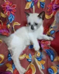 Princezinha