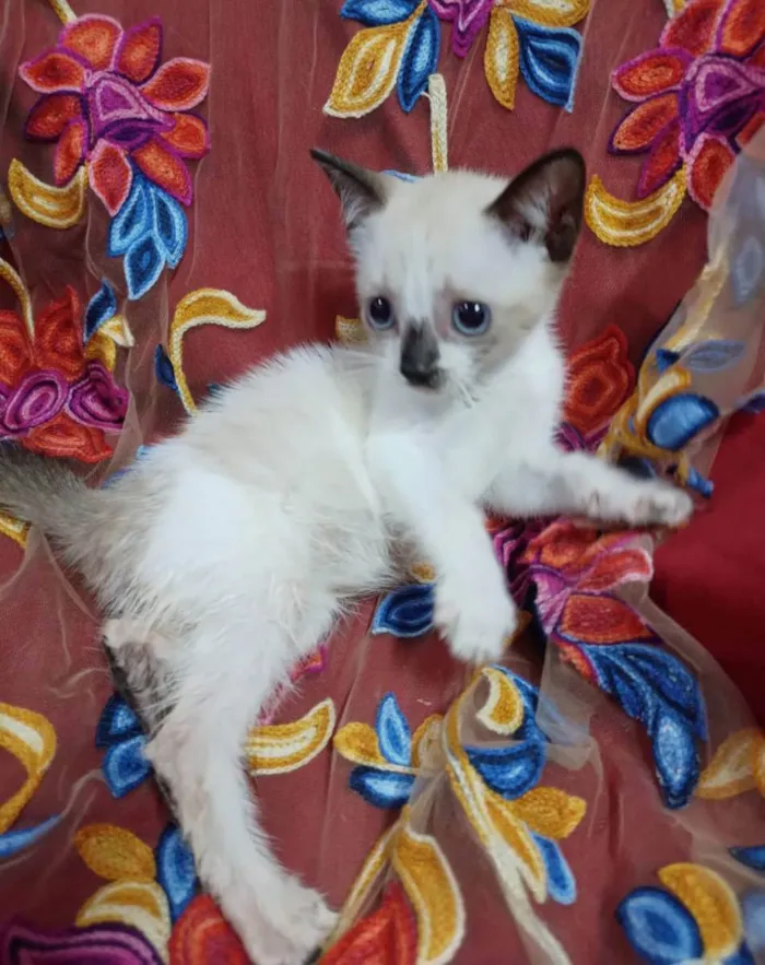 Gato ra a SEM RAÇA DEFINIDA.  idade 2 a 6 meses nome Princezinha