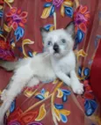 Princezinha