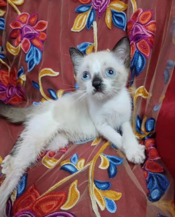 Gato ra a SEM RAÇA DEFINIDA.  idade 2 a 6 meses nome Princezinha