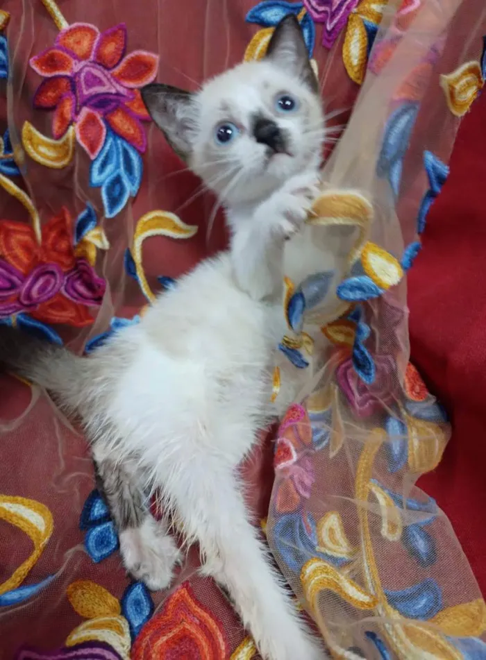 Gato ra a SEM RAÇA DEFINIDA.  idade 2 a 6 meses nome Princezinha