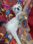 Princezinha