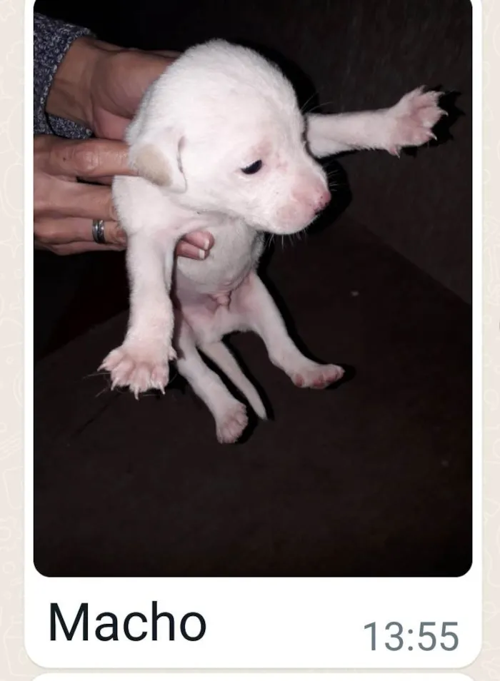 Cachorro raça Srd  idade Abaixo de 2 meses nome Filhotes 