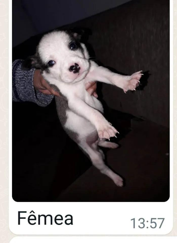 Cachorro raça Srd  idade Abaixo de 2 meses nome Filhotes 