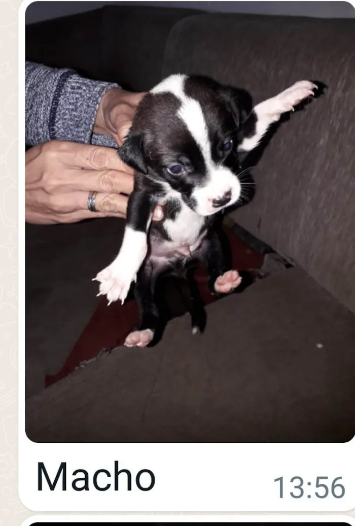 Cachorro raça Srd  idade Abaixo de 2 meses nome Filhotes 