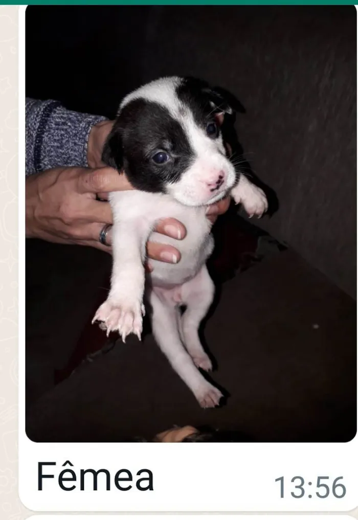 Cachorro raça Srd  idade Abaixo de 2 meses nome Filhotes 