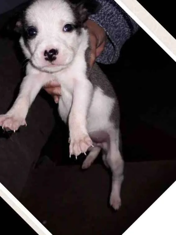 Cachorro raça Srd  idade Abaixo de 2 meses nome Filhotes 