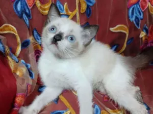 Gato raça SEM RAÇA DEFINIDA.  idade 2 a 6 meses nome Princezinha