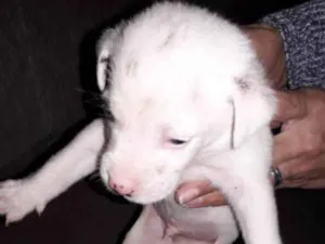 Cachorro raça Srd  idade Abaixo de 2 meses nome Filhotes 