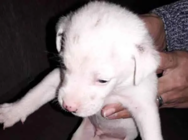 Cachorro raça Srd  idade Abaixo de 2 meses nome Filhotes 