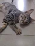 Oliver