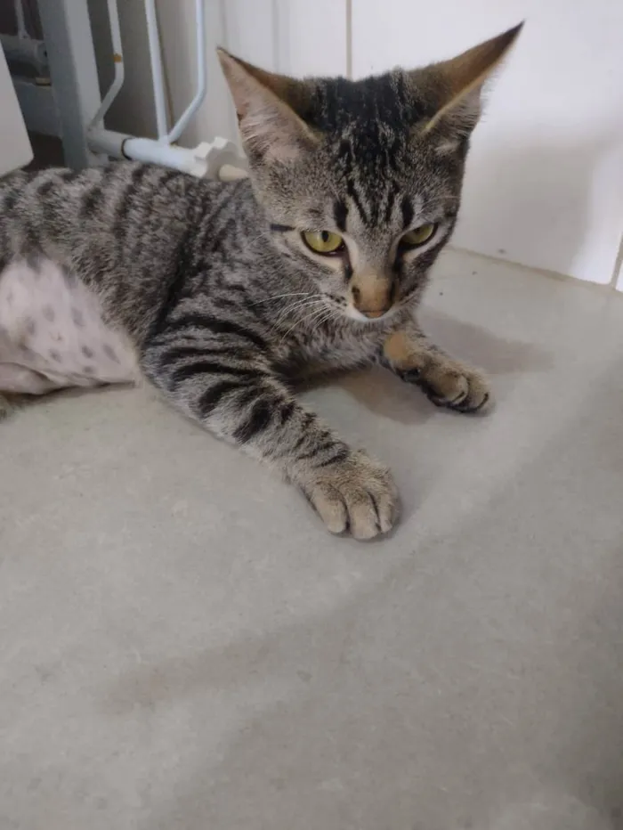 Gato ra a SRD idade 2 a 6 meses nome Oliver