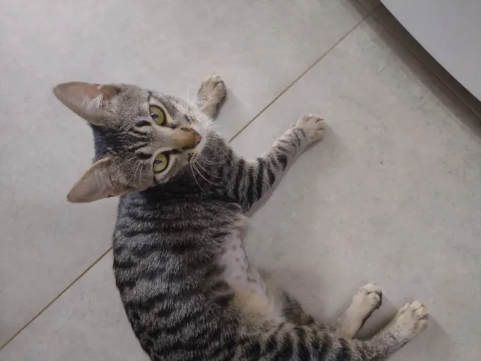 Gato ra a SRD idade 2 a 6 meses nome Oliver