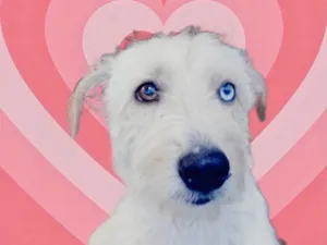 Cachorro raça Srd idade 1 ano nome Glu-glu porteP lindo