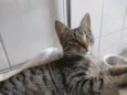 Oliver